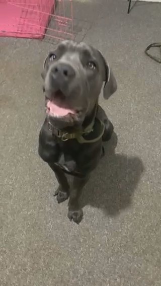 Cane Corso Male in Burnley
