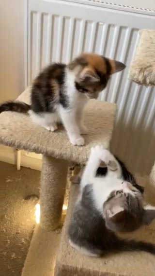 Amiable Calico Kittens in Waverley