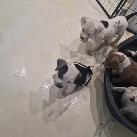 Xl Bullies Rare !! in Worthing