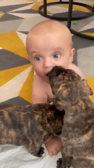 Staffy X Sharpei Puppy in Somerset