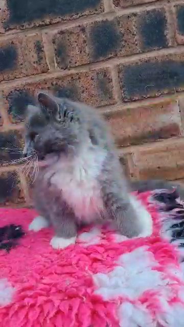 Solid blue mitted TICA registered ragdoll girl in Wolverhampton