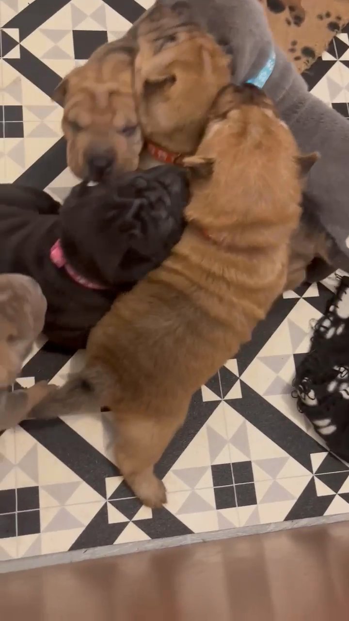 (REDUCED) ready to leave. sharpei pups in Glasgow