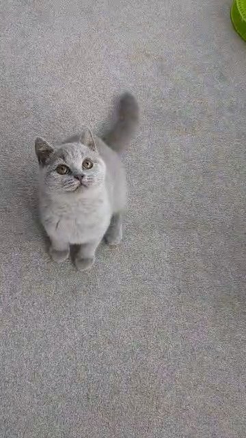 Ready Now GCCF registered lilac British Shorthair in Gateshead