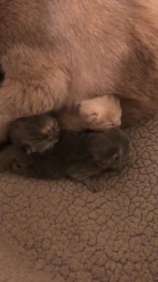 Lilac British Shorthair Male , Carrying Chocolate in London