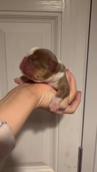 Bulldogs Looking For New Home in Harlow