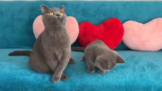 last AVAILABLE Kitten With Stunning Parents!! in London