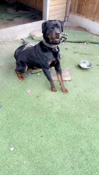 Trained Protection Dog - German Rottweiler in Rochdale