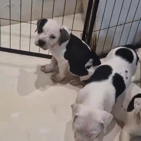 Xl Bullies in Worthing