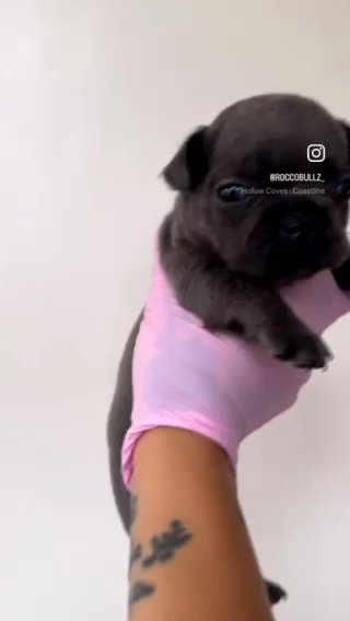 Fluffy Carrier French Bulldogs in Brighton