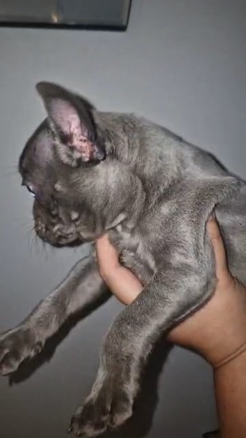 2 male french bulldogs in Tunbridge Wells