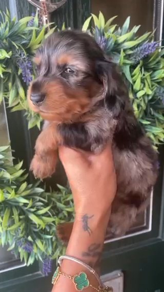 Long Hair Mini Dachshund Champion Ped in Liverpool