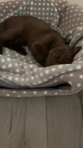 Chocolate And Cinnamon British Shorthair Kittens in London