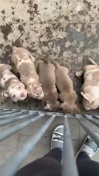 Pocket Bully Pups in Derby