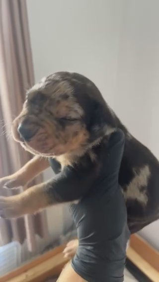 Black tri merle Male in Liverpool
