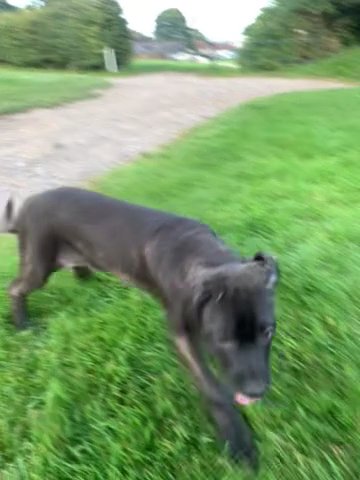 Mastiff in Bradford