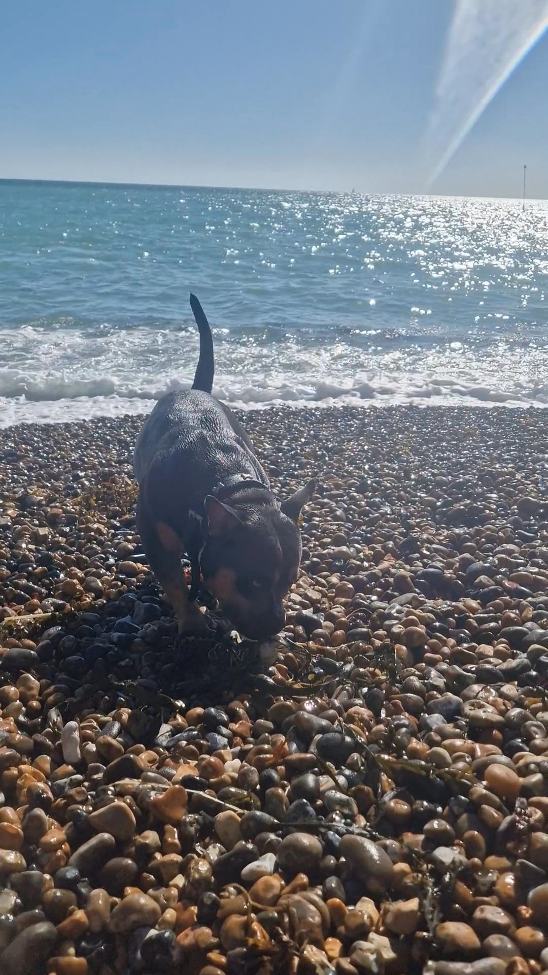 pocket bully in Tunbridge Wells