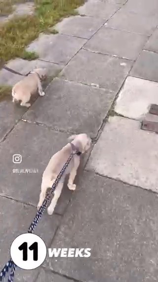 Quality Frenchies For Sale in Wirral
