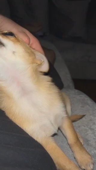 Pomeranian/chihuahua Male in Central Bedfordshire