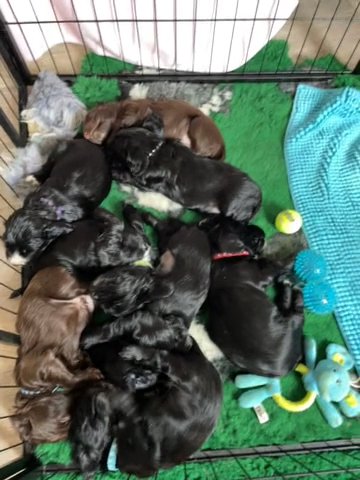 Cocker spaniel Puppies in London