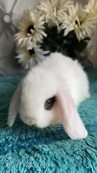 Gorgeous Pure Bred Quality Mini Lops in Harrow