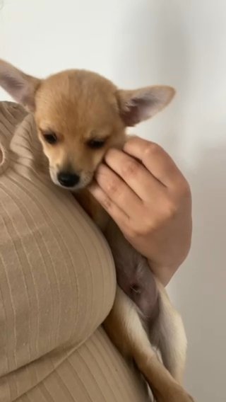 Pomchi in Central Bedfordshire