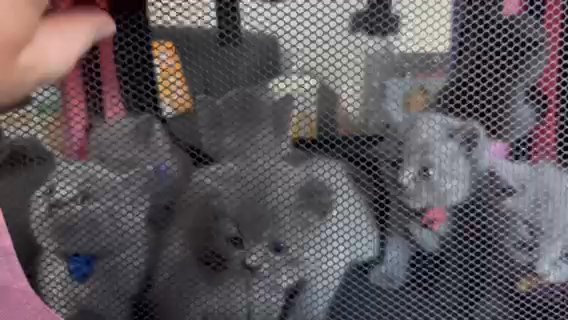 Last Girl Left! British Blue Shorthair Kittens *Reduced* in Cheshire West and Chester