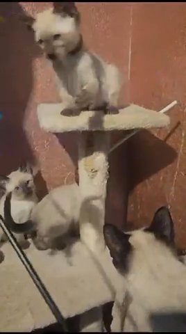 5 Affectionate Traditional Seal Point Siamese in Preston
