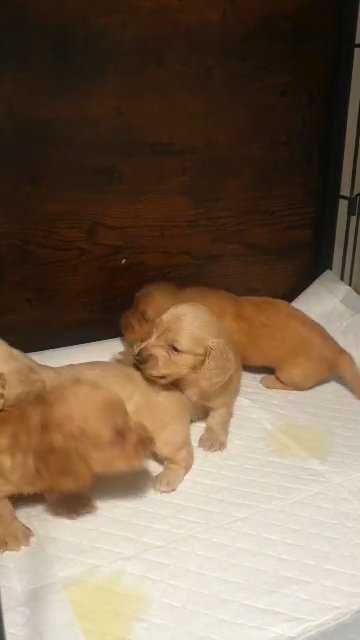 Clear Cream longhair mini dachshunds in Ipswich