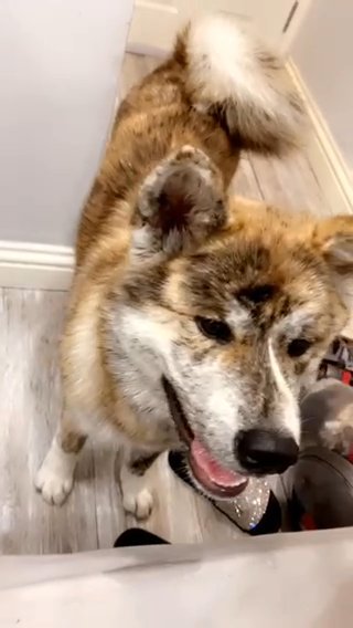 Pure Breed Akita Kc Registered Female Puppy in London