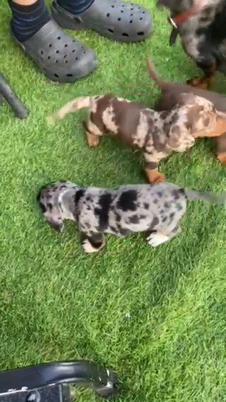 Miniature Dachshunds in South Staffordshire