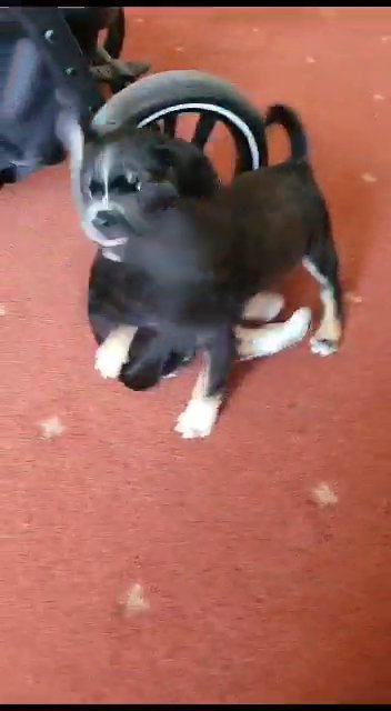 pug puppy male in Pendle
