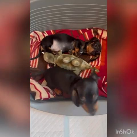 Last Girl Ready To Find Her Forever Home! Dachshund Puppy in Preston