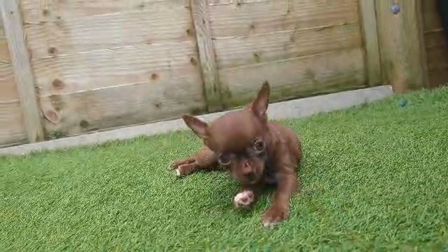 petite chocolate female Chihuahua in Brighton and Hove