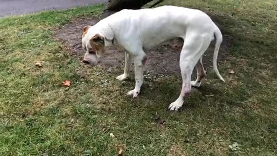 Great Dane X Alabai in Bradford