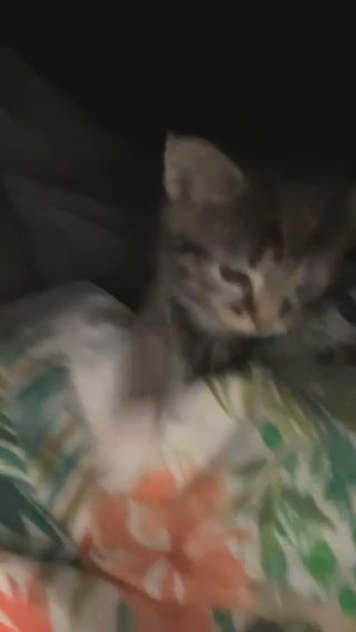 Kittens For Sale 3 Females 6males in London