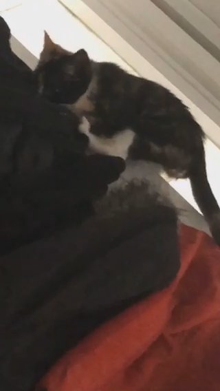 calico kitten in London