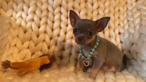 XXXXXS Micro Tiny KC Registered Blue & Tan Chihuahua Puppy in East Lindsey