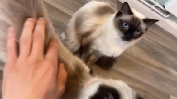 Ragdoll Cats in Nottingham