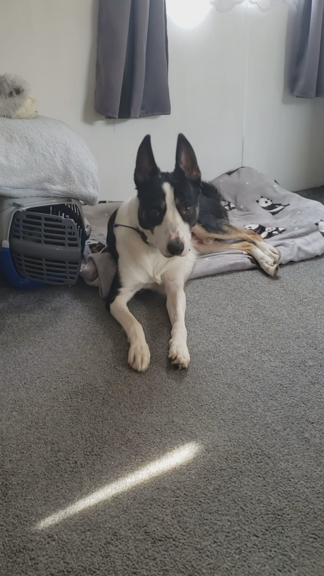 Border Collie 2 years old Stud (not for sale) in London