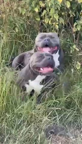 American Bully Pocket Female For Free in London