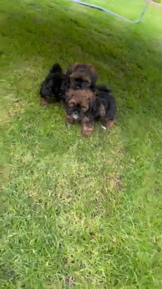 Shihpoo READY NOW in Telford and Wrekin