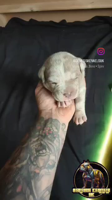 American Pocket Bully Puppies in Manchester