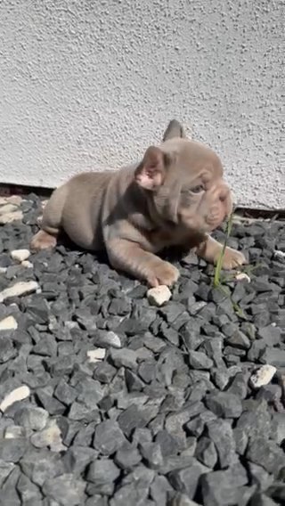 Teddy The French Bulldog Sold in Nottingham