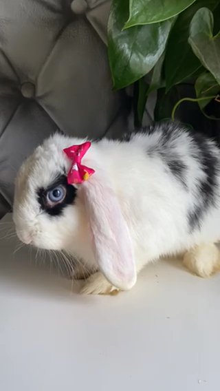 Gorgeous Mini Lop Doe 3months in London