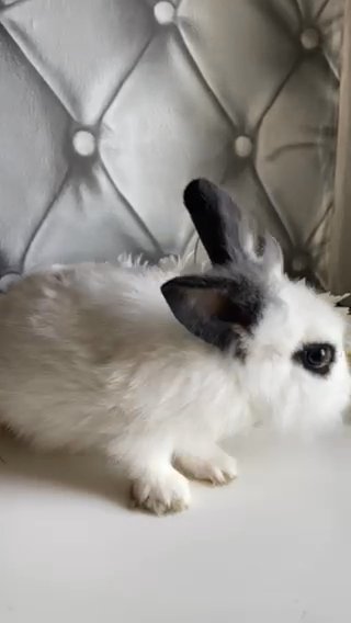 Gorgeous Buck Angora X Lionhead Bunny in London