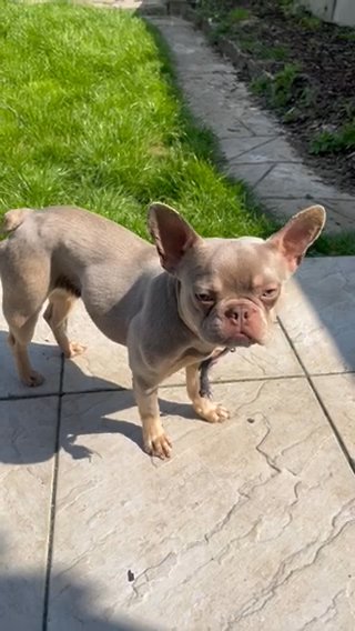 Isabella And Tan Frenchie in London