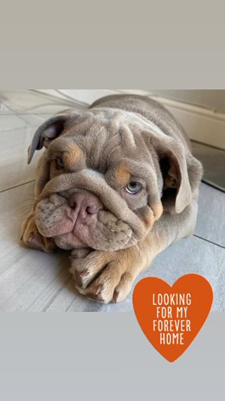 English Bulldog Puppy in Nuneaton & Bedworth