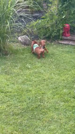 Miniature Red Dachshund Boys in Berkshire