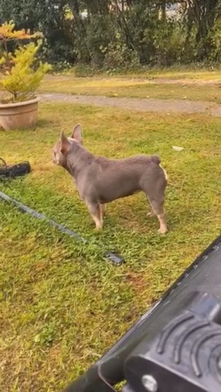French Bulldog in Horsham
