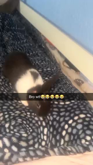 Cute Baby Rabbits For Sale in London